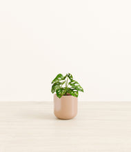 Load image into Gallery viewer, Glossy Pink*****Profile