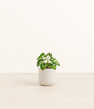 Load image into Gallery viewer, Cotton White*****Profile
