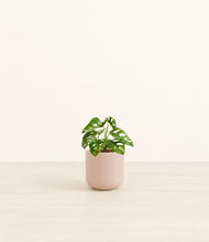 Load image into Gallery viewer, Sandy Pink*****Profile