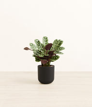 Load image into Gallery viewer, Stone Black*****Profile