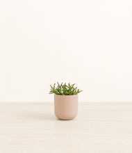 Load image into Gallery viewer, Sandy Pink*****Profile