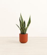 Load image into Gallery viewer, Earth Red*****Profile