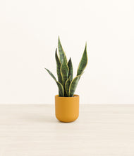 Load image into Gallery viewer, Sunset Orange*****Profile