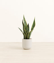 Load image into Gallery viewer, Natural Bamboo*****Profile