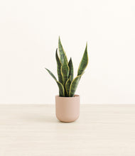 Load image into Gallery viewer, Sandy Pink*****Profile