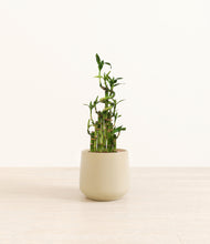 Load image into Gallery viewer, Almond Green*****Profile