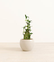 Load image into Gallery viewer, Shiny EggWhite*****Profile
