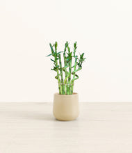 Load image into Gallery viewer, Almond Green*****Profile