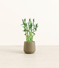 Load image into Gallery viewer, Olive*****Profile