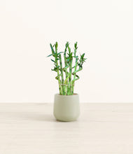 Load image into Gallery viewer, Turquoise*****Profile