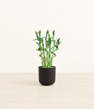 Load image into Gallery viewer, Stone Black*****Profile