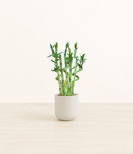 Load image into Gallery viewer, Natural Bamboo*****Profile