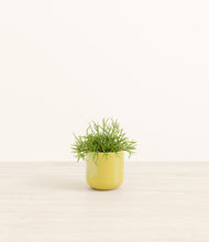 Load image into Gallery viewer, Key Lime Yellow*****Profile