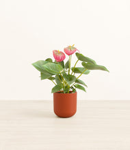 Load image into Gallery viewer, Earth Red*****Profile