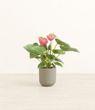 Load image into Gallery viewer, Sage Green*****Profile