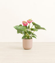 Load image into Gallery viewer, Sandy Pink*****Profile