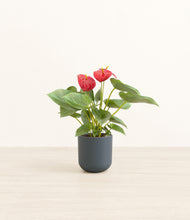 Load image into Gallery viewer, Iron Gray*****Profile