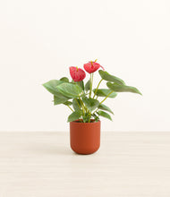 Load image into Gallery viewer, Earth Red*****Profile