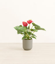 Load image into Gallery viewer, Sage Green*****Profile