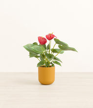 Load image into Gallery viewer, Sunset Orange*****Profile