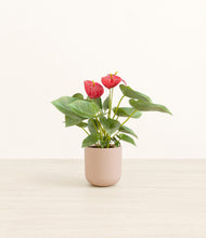 Load image into Gallery viewer, Sandy Pink*****Profile