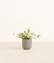 Load image into Gallery viewer, Sage Green*****Profile