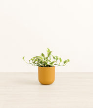 Load image into Gallery viewer, Sunset Orange*****Profile