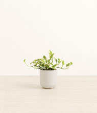 Load image into Gallery viewer, Natural Bamboo*****Profile