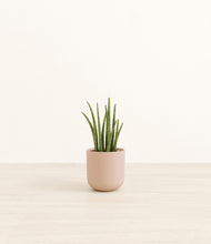 Load image into Gallery viewer, Sandy Pink*****Profile