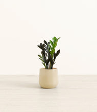 Load image into Gallery viewer, Almond Green*****Profile