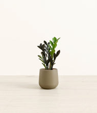 Load image into Gallery viewer, Olive*****Profile