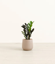 Load image into Gallery viewer, Eternal Gray*****Profile