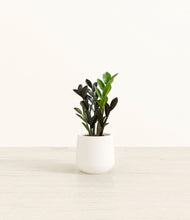 Load image into Gallery viewer, White*****Profile