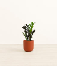 Load image into Gallery viewer, Earth Red*****Profile