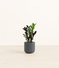 Load image into Gallery viewer, Iron Gray*****Profile
