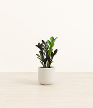 Load image into Gallery viewer, Cotton White*****Profile