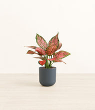 Load image into Gallery viewer, Iron Gray*****Profile