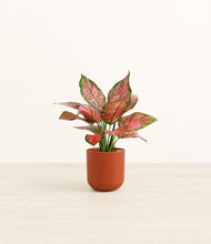 Load image into Gallery viewer, Earth Red*****Profile