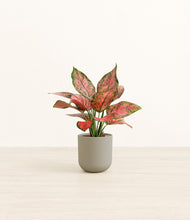 Load image into Gallery viewer, Sage Green*****Profile