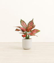 Load image into Gallery viewer, Natural Bamboo*****Profile