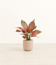 Load image into Gallery viewer, Sandy Pink*****Profile