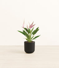 Load image into Gallery viewer, Stone Black*****Profile