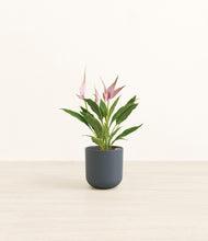 Load image into Gallery viewer, Iron Gray*****Profile