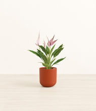 Load image into Gallery viewer, Earth Red*****Profile