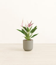 Load image into Gallery viewer, Sage Green*****Profile