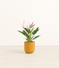 Load image into Gallery viewer, Sunset Orange*****Profile