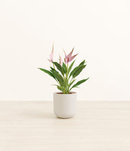 Load image into Gallery viewer, Natural Bamboo*****Profile