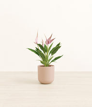 Load image into Gallery viewer, Sandy Pink*****Profile