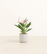 Load image into Gallery viewer, Hammered Ivory*****Profile