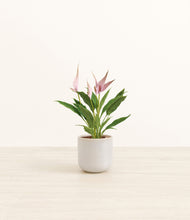 Load image into Gallery viewer, Snowdrift White*****Profile